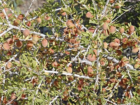 Desert Almond (Prunus fasciculata)