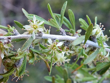 Desert Almond (Prunus fasciculata)