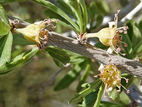 Desert Almond (Prunus fasciculata)