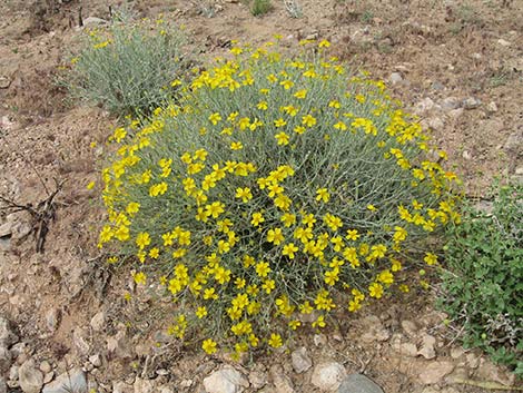 Whitestem Paperflower (Psilostrophe cooperi)