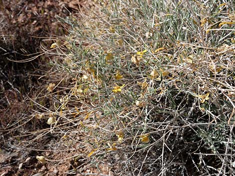 Whitestem Paperflower (Psilostrophe cooperi)