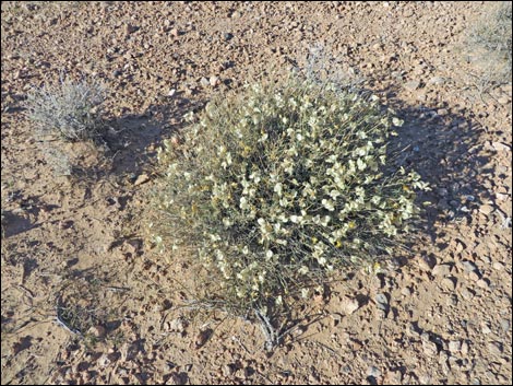 Whitestem Paperflower (Psilostrophe cooperi)