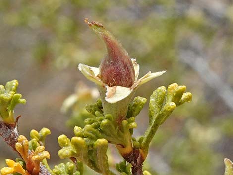 Desert Bitterbrush (Purshia glandulosa)