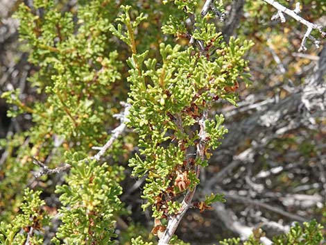 Desert Bitterbrush (Purshia glandulosa)