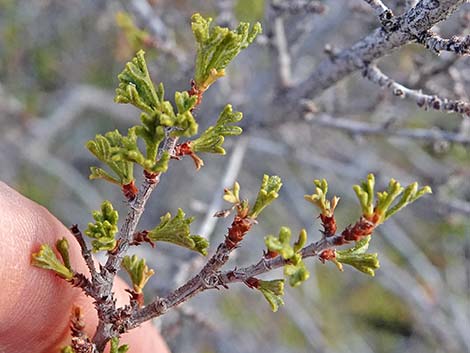 Desert Bitterbrush (Purshia glandulosa)