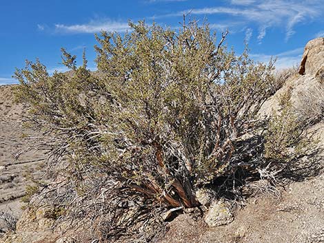 Desert Bitterbrush (Purshia glandulosa)