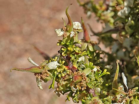 Desert Bitterbrush (Purshia glandulosa)