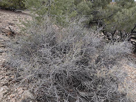 Antelope Bitterbrush (Purshia tridentata)