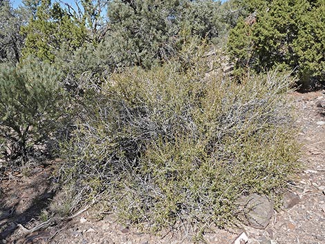 Antelope Bitterbrush (Purshia tridentata)