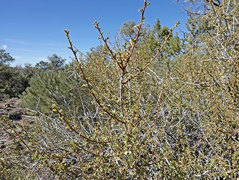 Antelope Bitterbrush (Purshia tridentata)