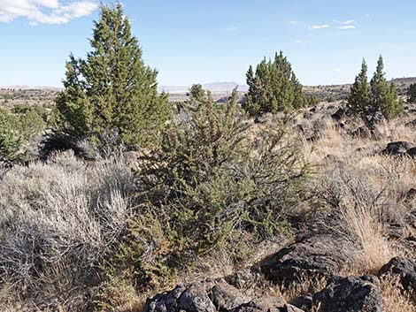 Antelope Bitterbrush (Purshia tridentata)