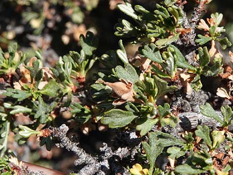 Antelope Bitterbrush (Purshia tridentata)