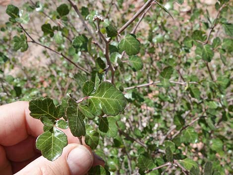 Skunkbush Sumac (Rhus trilobata)