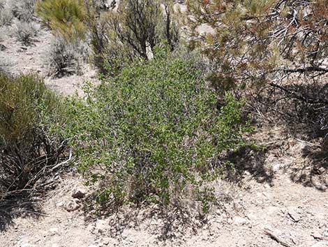 Skunkbush Sumac (Rhus trilobata)