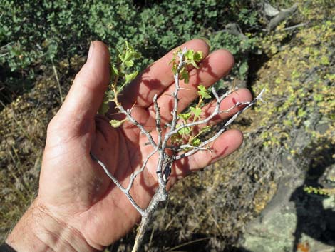 Desert Gooseberry (Ribes velutinum)