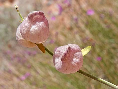 Mexican Bladdersage (Salazaria mexicana)