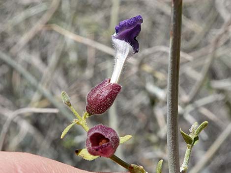 Mexican Bladdersage (Salazaria mexicana)