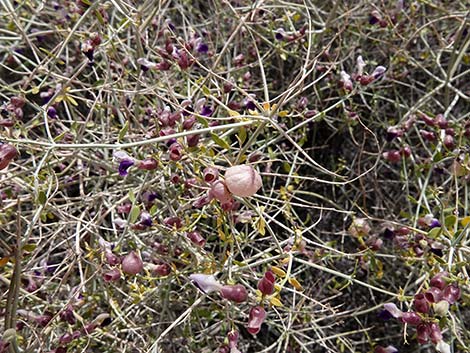 Mexican Bladdersage (Salazaria mexicana)