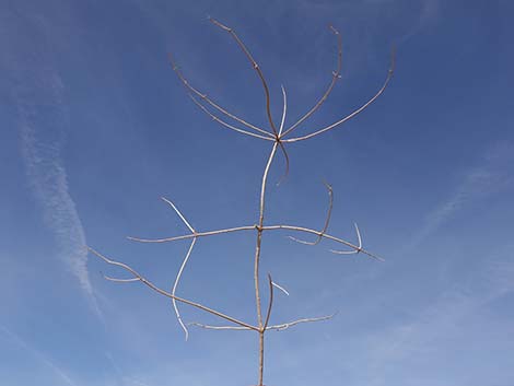 Mexican Bladdersage (Salazaria mexicana)