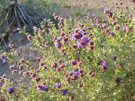 Purple Sage (Salvia dorrii)