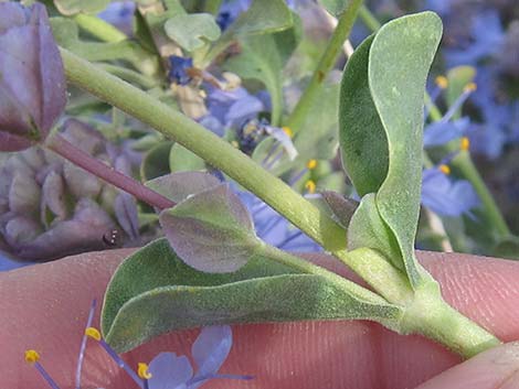 Purple Sage (Salvia dorrii)