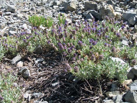 Mt. Charleston Purple Sage (Salvia dorrii dorrii var. clokeyi)