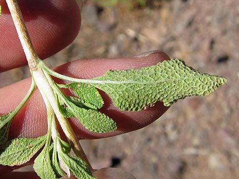 Mojave Sage (Salvia mohavensis)