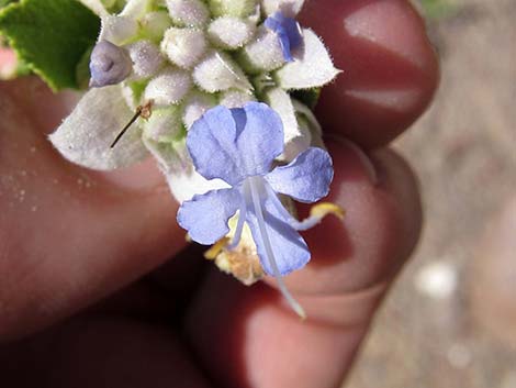 Mojave Sage (Salvia mohavensis)