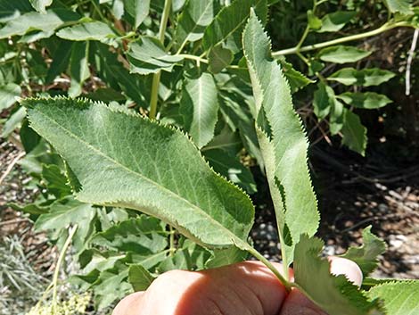 Blue Elderberry (Sambucus nigra)