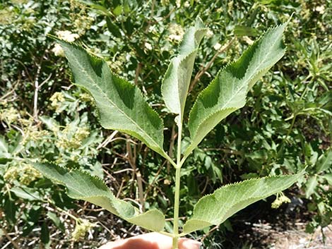 Blue Elderberry (Sambucus nigra)