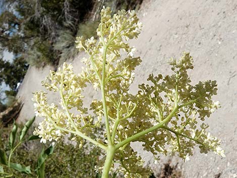 Blue Elderberry (Sambucus nigra)