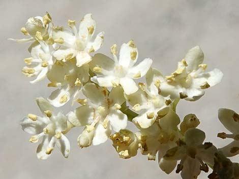 Blue Elderberry (Sambucus nigra)