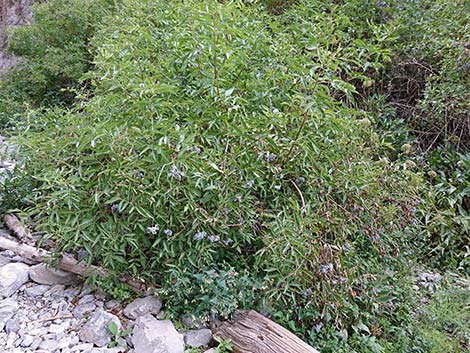 Blue Elderberry (Sambucus nigra)