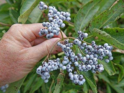 Blue Elderberry (Sambucus nigra)