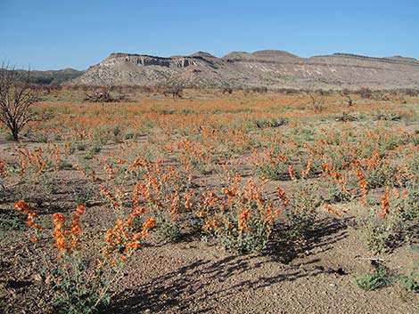 Desert Globemallow (Sphaeralcea ambigua)