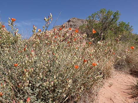 Desert Globemallow (Sphaeralcea ambigua)