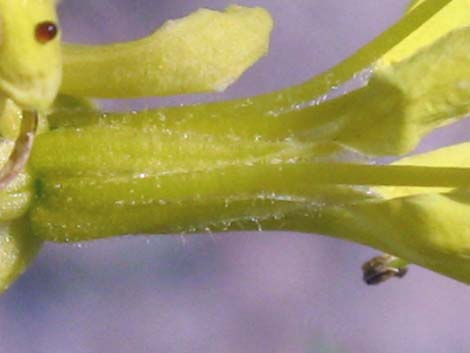 Desert Princesplume (Stanleya pinnata)