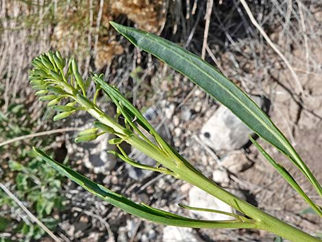 Desert Princesplume (Stanleya pinnata)