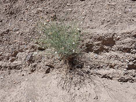 Brownplume Wirelettuce (Stephanomeria pauciflora)