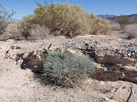 Brownplume Wirelettuce (Stephanomeria pauciflora)