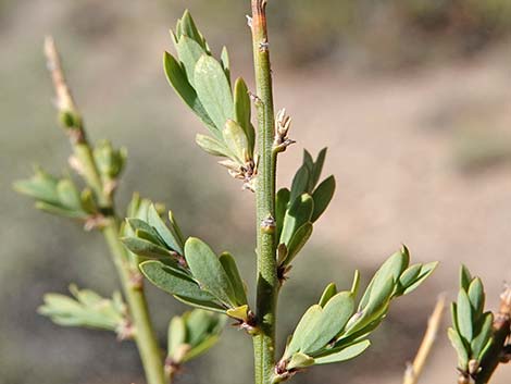 Desert Snowberry (Symphoricarpos longiflorus)