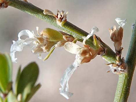 Desert Snowberry (Symphoricarpos longiflorus)