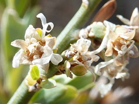 Desert Snowberry (Symphoricarpos longiflorus)