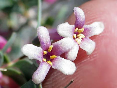 Desert Snowberry (Symphoricarpos longiflorus)