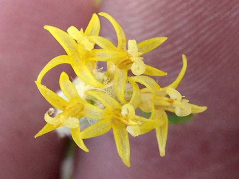 Longspine Horsebrush (Tetradymia axillaris)