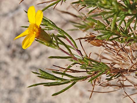 Dogweed Pricklyleaf (Thymophylla acerosa)