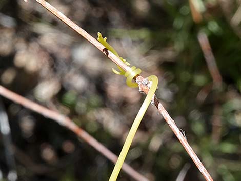 Canyon Grape (Vitis arizonica)