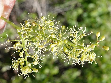 Canyon Grape (Vitis arizonica)