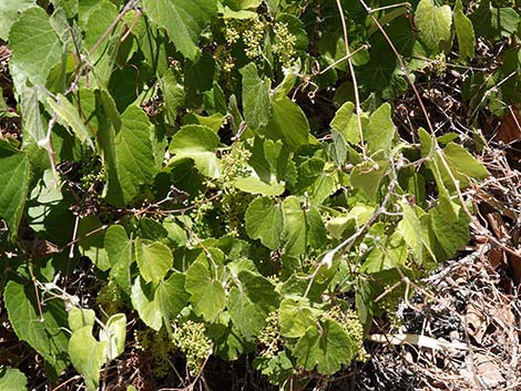 Canyon Grape (Vitis arizonica)