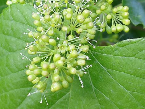 Canyon Grape (Vitis arizonica)